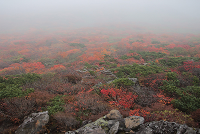 東栗駒山山頂付近から俯瞰した紅葉の写真