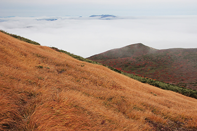 草紅葉とその向こうの雲海の上に見える焼石岳の写真