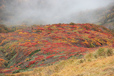 山頂直下から見た紅葉した山腹の写真