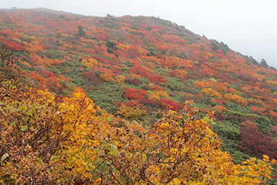 産沼コースから見上げた栗駒山山頂方面の紅葉の写真
