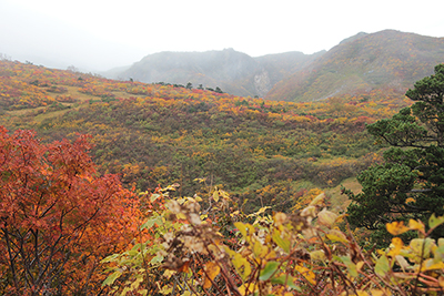 紅葉した須川コース方面の写真