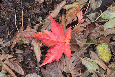 １枚の紅葉したカエデの落ち葉の写真
