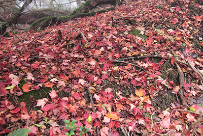 紅葉した落ち葉の絨毯のような地面の写真