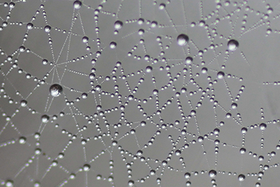 蜘蛛の糸に付いた水滴の写真