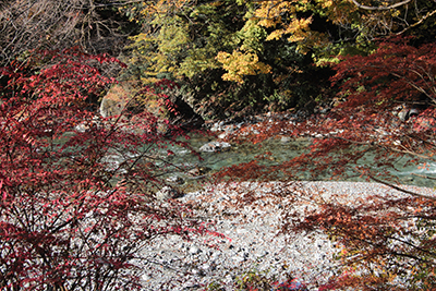 日原川と紅葉の写真