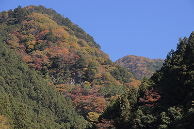 本仁田山方面の山肌の紅葉の写真