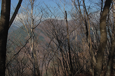 葉を落とした木々の向こうに見える川苔山の写真