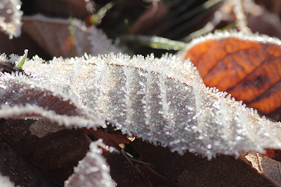 枯れ葉の葉脈に沿って伸びている霜の写真