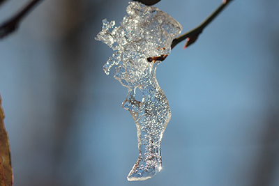 木の枝にぶら下がった氷の写真