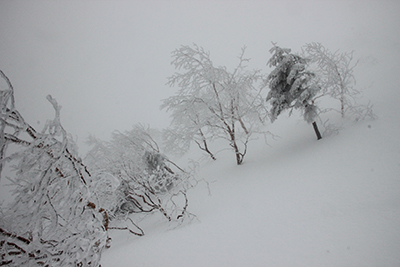 蓼科山山頂直下の樹氷の写真