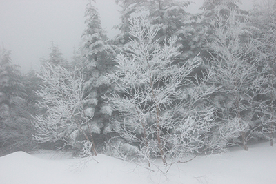 蓼科山荘横の樹氷の写真