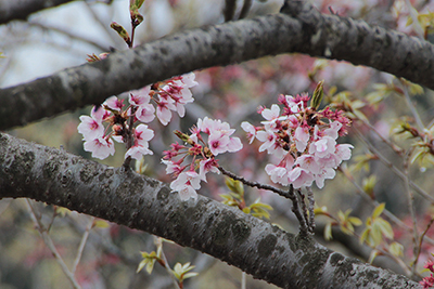大明神展望台に咲いていた桜の写真