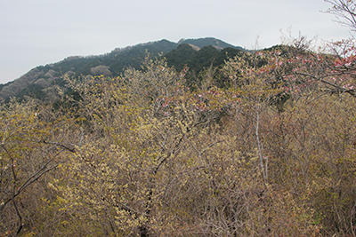 大明神展望台から見た石老山の写真