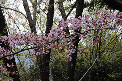 横に枝が伸びてたくさん花を付けたサクラの写真