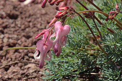 烏帽子岳に咲くコマクサの写真