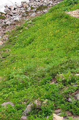 ミヤマキンポウゲのお花畑の写真