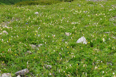 ムカゴトラノオやミヤマキンポウゲのお花畑の写真