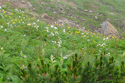 ハクサンイチゲとシナノキンバイのお花畑の写真