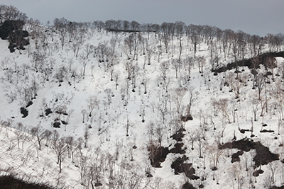 木々の回りの雪が溶けている山腹の写真