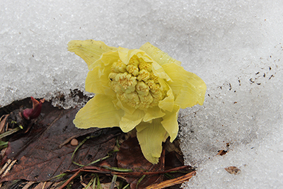 溶けたばかりの雪の脇で咲き始めたフキノトウの写真