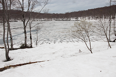 氷が溶けてきている白池の写真