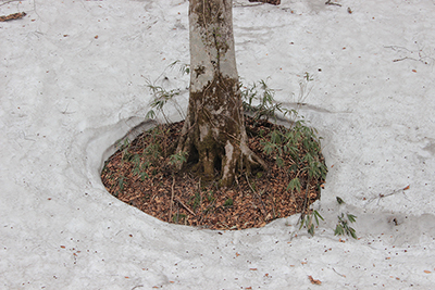 木の回りの雪が溶けたブナの根元の写真