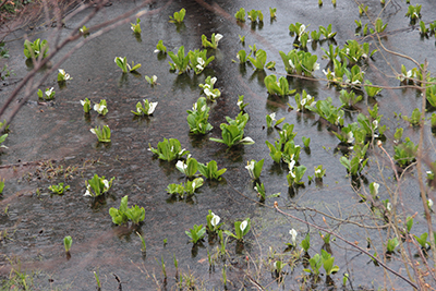 ミズバショウがたくさん咲いている湿原の写真