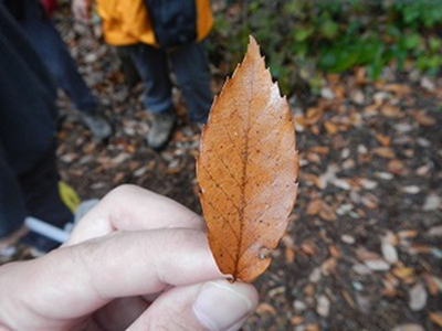 コナラの葉の写真