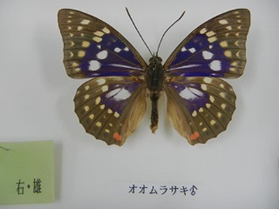 オオムラサキの雄の標本の写真