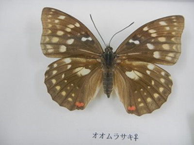 オオムラサキの雌の標本の写真