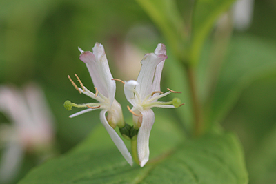 オオヒョウタンボクの花の写真