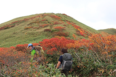 紅葉の木々の中を仙ノ倉山を目指して登っている２人の写真