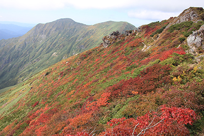 オキの耳新潟県側山腹の紅葉と一ノ倉岳・茂倉岳の写真