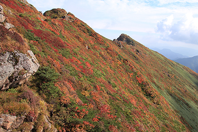 オキの耳とトマの耳の新潟県側山腹の紅葉の写真