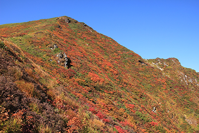 紅葉した山腹が美しい万太郎山の写真