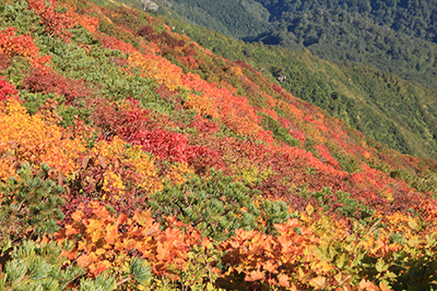 万太郎山の山腹の紅葉の写真