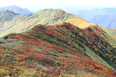 万太郎山から毛渡乗越に続く痩せ尾根の紅葉の写真