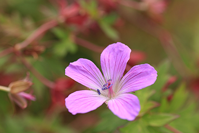 ハクサンフウロの花の写真