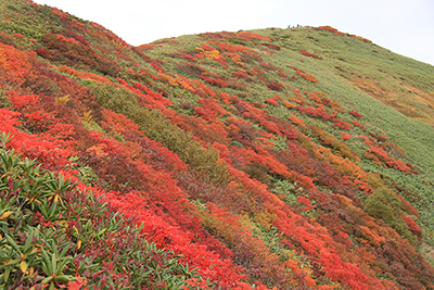 仙ノ倉山山頂と真っ赤に紅葉した木々の写真