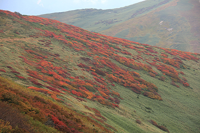 平標山に続く尾根の紅葉の写真