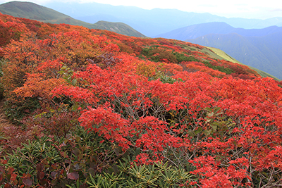 平標山への広い尾根に広がる美しい紅葉した木々の写真