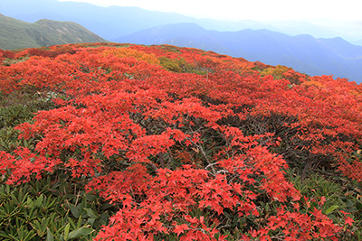 もう一枚、平標山手前の美しい紅葉の写真