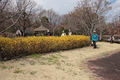 レンギョウの咲くところを歩いている写真