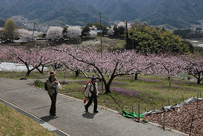 桃の花が咲く農園の脇を歩いている写真