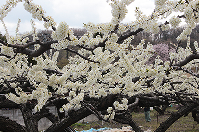 白い桃の花の写真