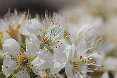 白い桃の花の拡大写真