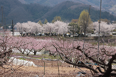 手前の桃の花と向こうに咲く桜の写真