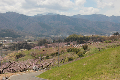 桃の農園と周辺の丘陵地、南側の山の写真