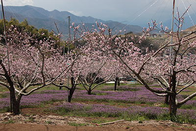 下にホトケノザがたくさん咲いている桃の農園の写真