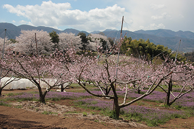 ホトケノザがたくさん咲く桃の農園とその向こうに桜の並木が見える写真